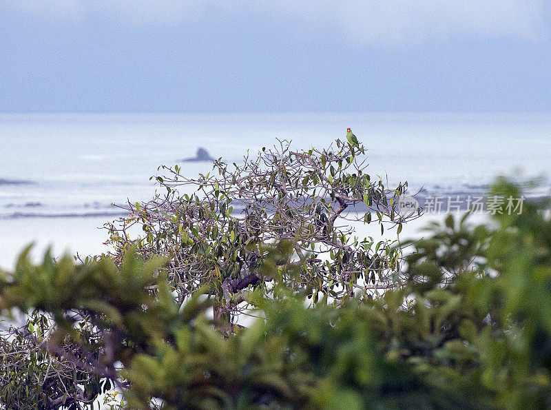 绿鹦鹉在树顶，Marina Ballena，哥斯达黎加